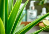 Aloes na zmarszczki – jak skutecznie wprowadzić go do pielęgnacji?